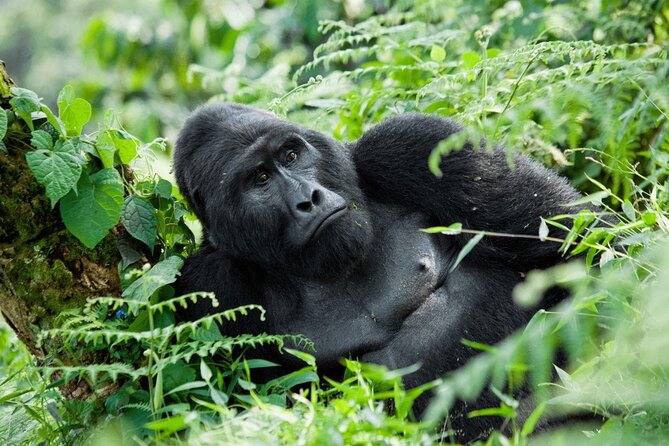 07-Days Murchison Falls, Queen Elizabeth & Gorillas Safari - Key points to know before booking
