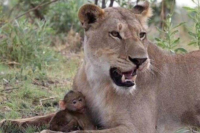 07-Days Murchison Falls, Queen Elizabeth & Gorillas Safari - Day 3: Murchison to Queen Elizabeth National Park
