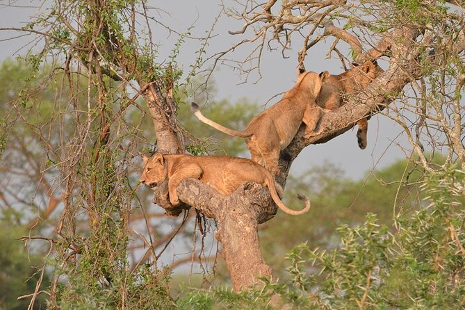 07-Days Murchison Falls, Queen Elizabeth & Gorillas Safari - Day 5: Kigezi Highlands, Ishasha, and the gorilla region