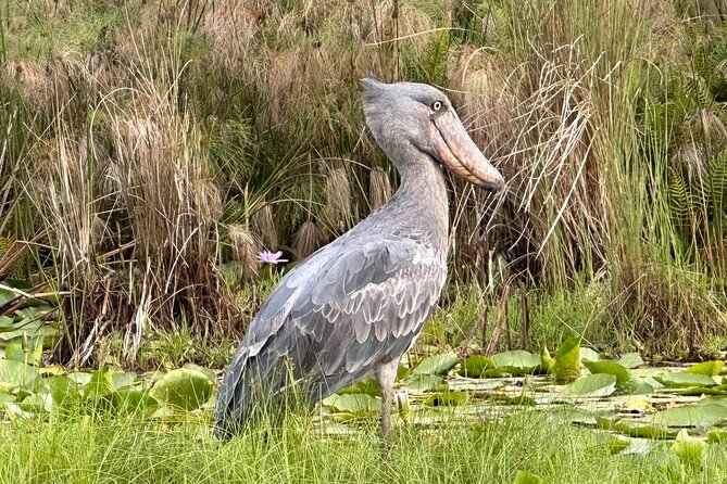 1/2 Mabamba Swamp Shoebill Tour - The road to Nakiwongo landing site
