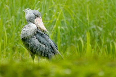 1/2 Mabamba Swamp Shoebill Tour