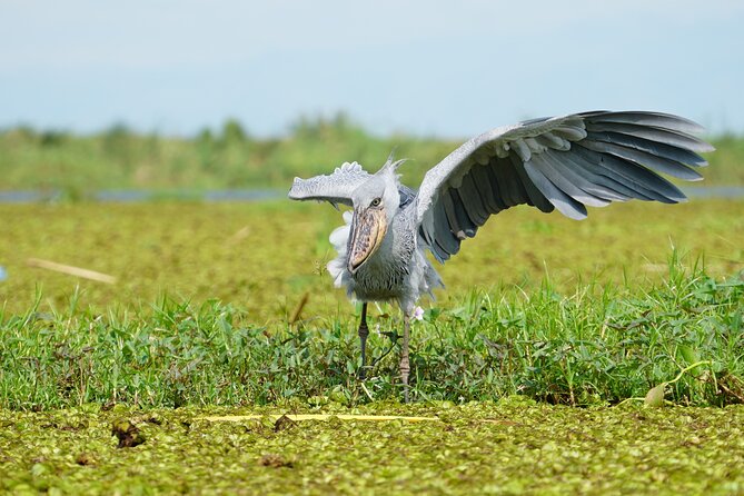 1/2 Mabamba Swamp Shoebill Tour - What the $130 price includes