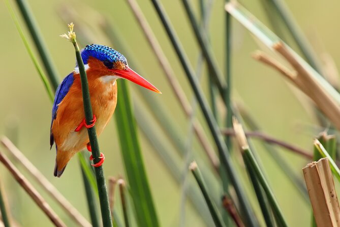 1/2 Mabamba Swamp Shoebill Tour - Who should book this half-day trip