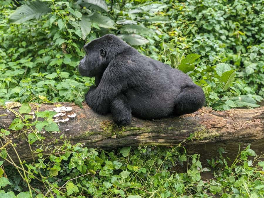 1 Day Gorilla Tour in Bwindi from Kigali - Why the Kigali to Bwindi route works