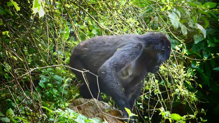 1 Day Gorilla Tour in Bwindi from Kigali - The Bwindi trek: one to six hours of forest walking