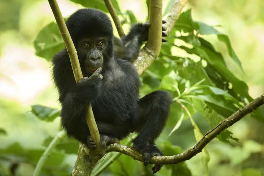 1 Day Gorilla Tour in Bwindi from Kigali - One hour with a mountain gorilla family