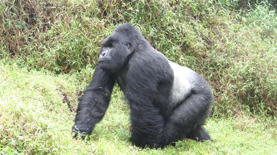 1 Day Gorilla Tour in Bwindi from Kigali - Lunch after the forest, not before