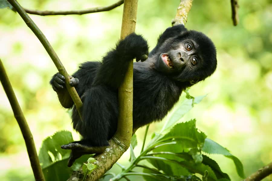 1 Day Gorilla Tour in Bwindi from Kigali - Who should book this day trip