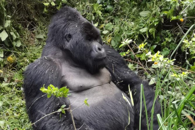 1 Day Gorilla Trekking Mgahinga Gorilla NP & Lake Bunyonyi - Key points at a glance