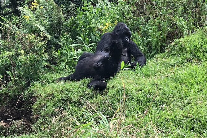 1 Day Gorilla Trekking Mgahinga Gorilla NP & Lake Bunyonyi - One hour beside a gorilla family