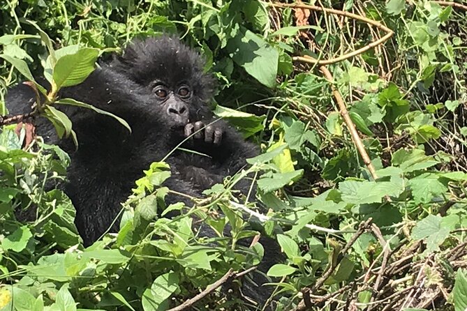 1 Day Gorilla Trekking Mgahinga Gorilla NP & Lake Bunyonyi - What the $1,400 price covers