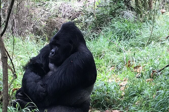 1 Day Gorilla Trekking Mgahinga Gorilla NP & Lake Bunyonyi - Who should book this experience