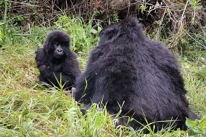 1 Day Gorilla Trekking Mgahinga Gorilla NP & Lake Bunyonyi - The ranger station sets the rules