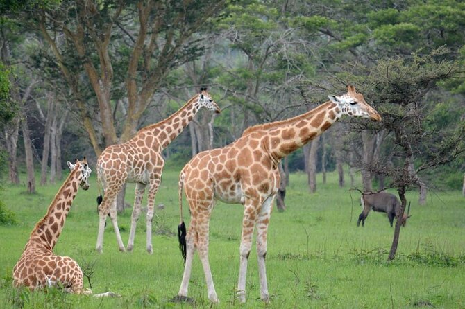 1 Day Lake Mburo National Park Short Safari from Kampala - Leaving Kampala at 6:00 am