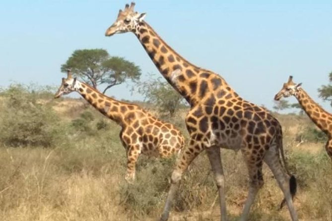 1 Day Lake Mburo National Park Short Safari from Kampala - What you can see among the park’s grasslands