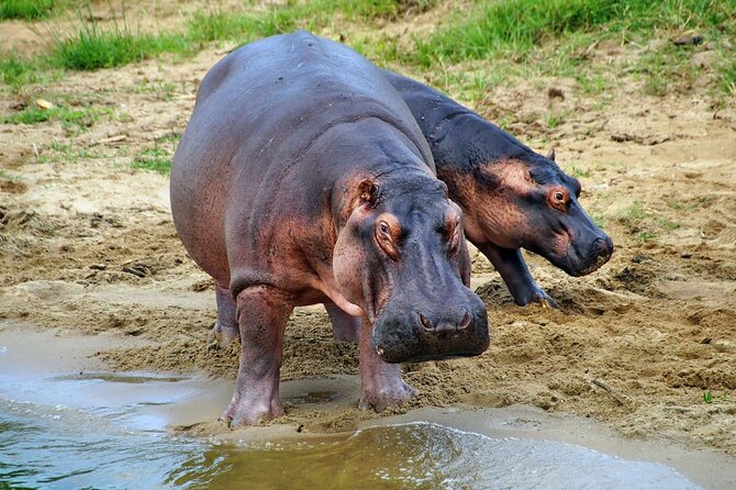 1 Day Lake Mburo National Park Short Safari from Kampala - Lunch, park fees, and the real value of $600