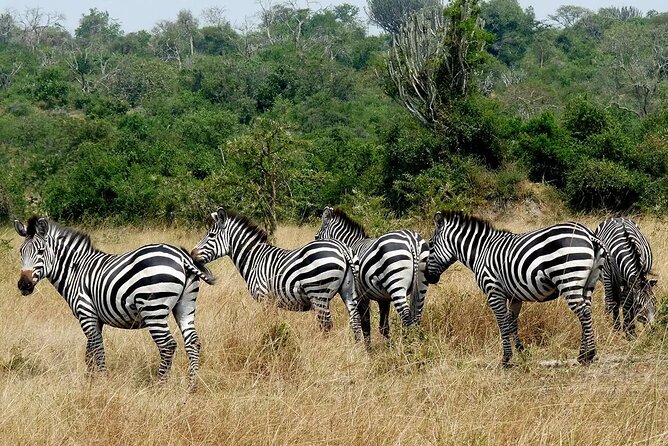1 Day Lake Mburo National Park Short Safari from Kampala - Who will enjoy this short safari
