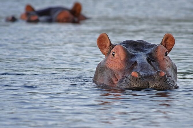 1 Day Lake Mburo National Park Short Safari from Kampala - Five lakes, hippos, crocodiles, and birdlife