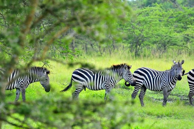 1 Day Lake Mburo Tour from Kampala - The 6:30am departure from Kampala