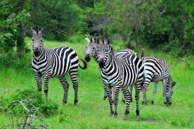 1 Day Lake Mburo Tour from Kampala