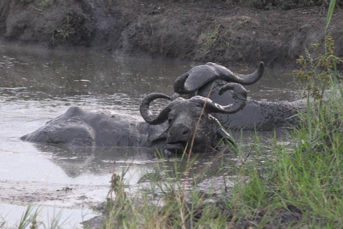 1 Day Lake Mburo Wildlife Safari - Why Lake Mburo works for a short Uganda safari
