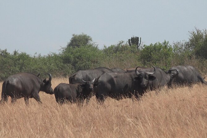 1 Day Lake Mburo Wildlife Safari - Is $400 per person good value?
