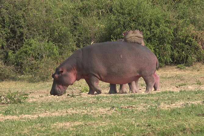 1 Day Lake Mburo Wildlife Safari - Should you book the Lake Mburo day safari?
