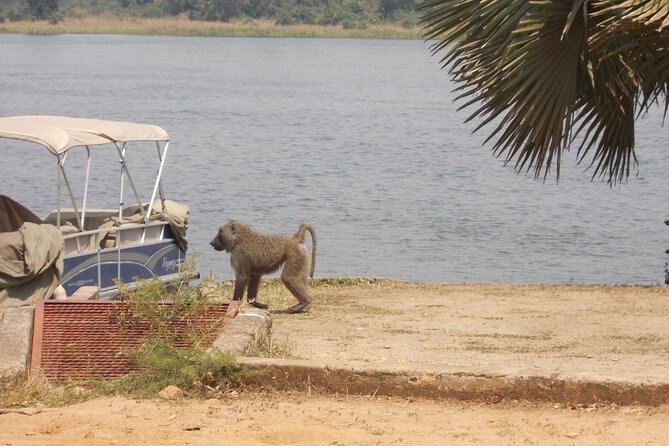 1 Day Lake Mburo Wildlife Safari - Birds, water, and the quieter parts of the day