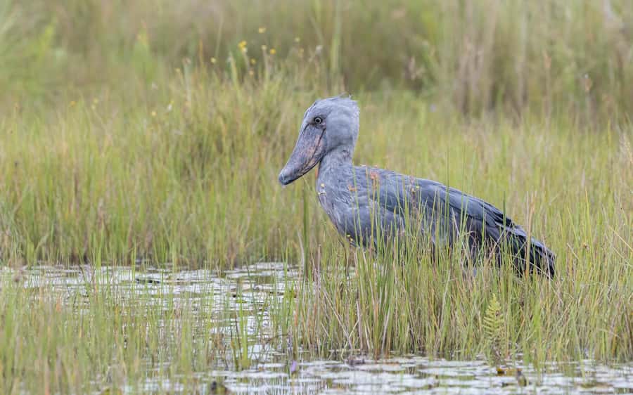1-Day Mabamba Shoebill Birding Tour in Lake Victoria Entebbe - Why the shoebill makes Mabamba worth your morning