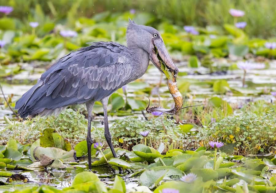 1-Day Mabamba Shoebill Birding Tour in Lake Victoria Entebbe - The 40-minute boat crossing on Lake Victoria