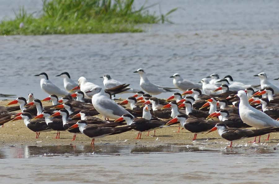 1-Day Mabamba Shoebill Birding Tour in Lake Victoria Entebbe - The other birds that fill out the trip