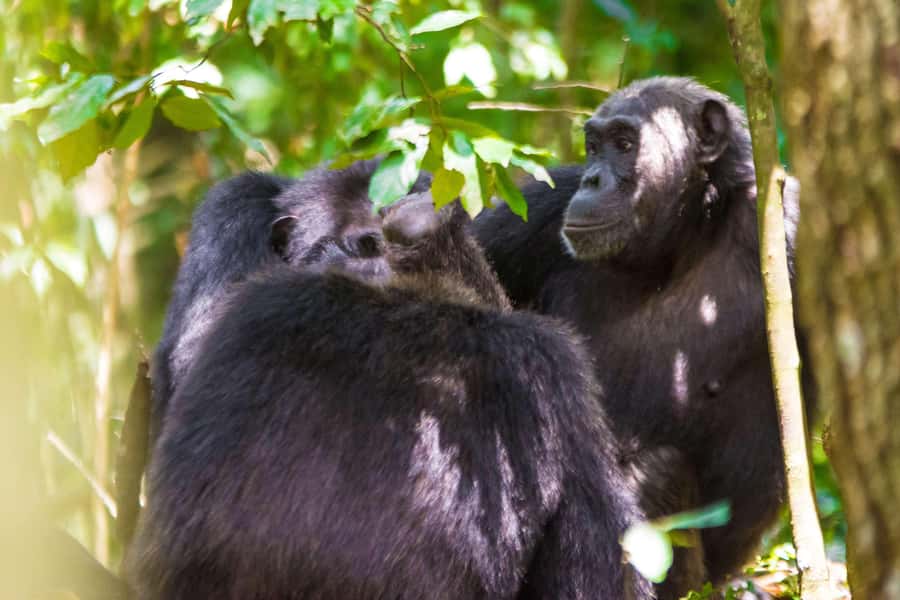 1-Day Ngamba Island chimpanzee tour - Key points at a glance