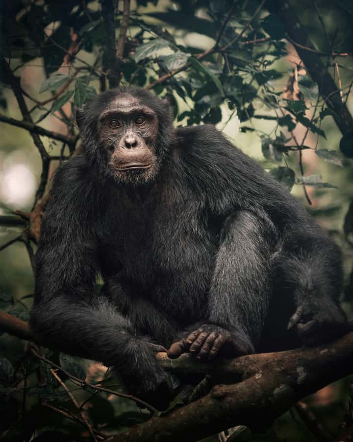 1-Day Ngamba Island chimpanzee tour - Why Ngamba Island makes a good half-day outing