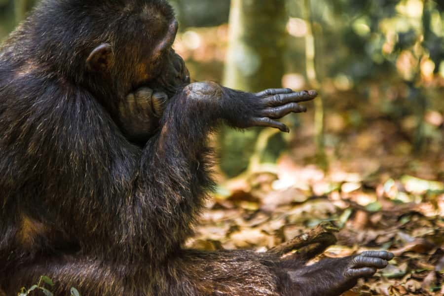 1-Day Ngamba Island chimpanzee tour - Arriving at the sanctuary and learning the story
