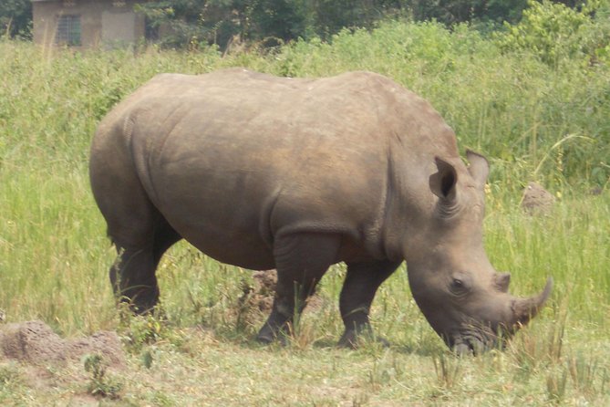 1 Day ziwa Rhino tracking trip - Why Ziwa Rhino Sanctuary Is Worth the Long Road