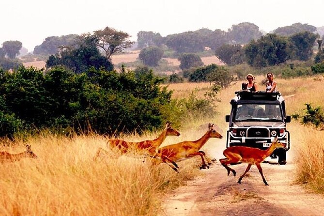 10-Day African Safari in Uganda from Kampala - From Entebbe to Uganda’s wild north