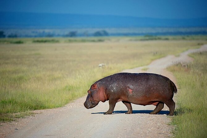 10-Day African Safari in Uganda from Kampala - Queen Elizabeth brings back the big animals