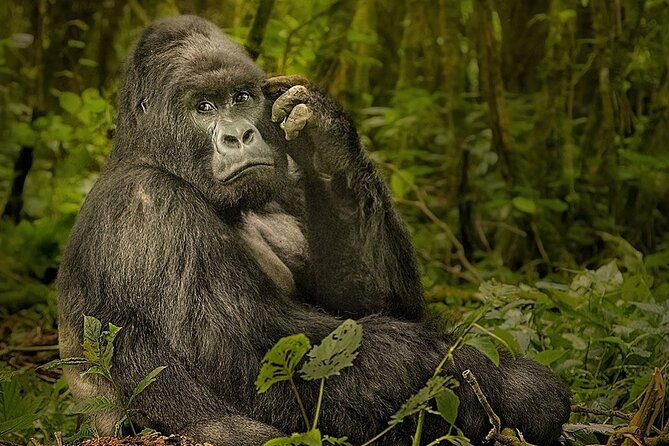 10-Day African Safari in Uganda from Kampala - Bwindi and the mountain gorilla trek