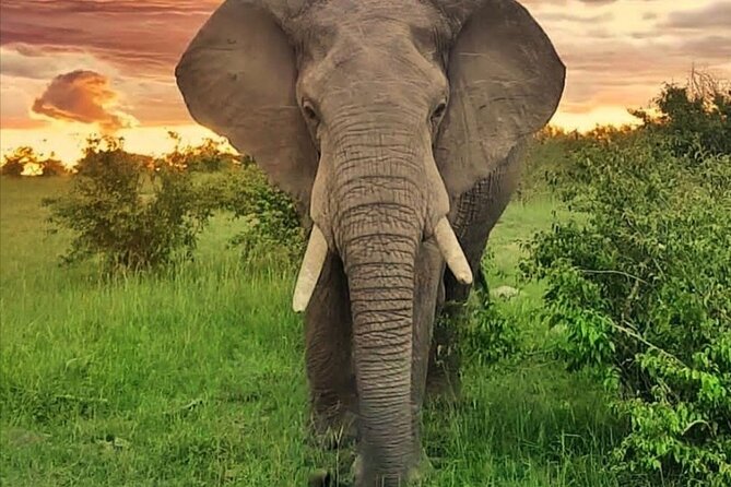 10-Day African Safari in Uganda from Kampala - Is $7,400 a fair price?