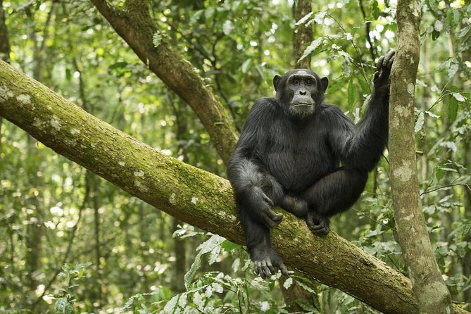 10 Day Best of Uganda Adventure Safari - Day 1: Entebbe arrival and Kampala