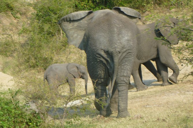 10 Day Best of Uganda Adventure Safari - Day 3: Chimpanzees in Kibale National Park