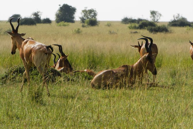10 Day Best of Uganda Adventure Safari - Day 4: Queen Elizabeth game drive and Kazinga Channel cruise