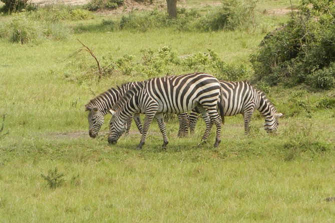 10 Day Best of Uganda Adventure Safari - Day 5: Ishasha and the road to Bwindi