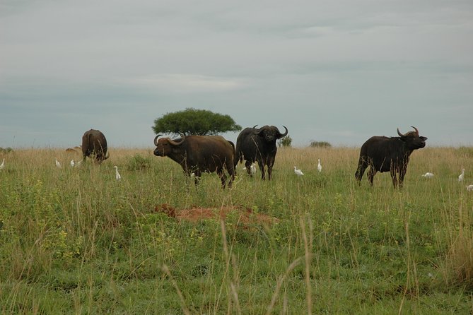 10 Day Best of Uganda Adventure Safari - Day 7: Lake Mburo after the gorillas