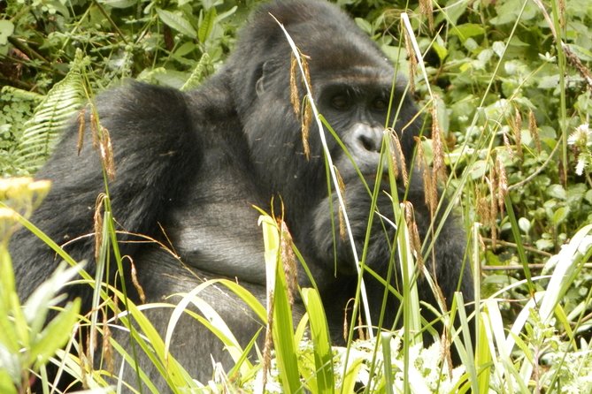 10 Day Best of Uganda Adventure Safari - Day 2: Fort Portal and Bigodi Wetland Sanctuary