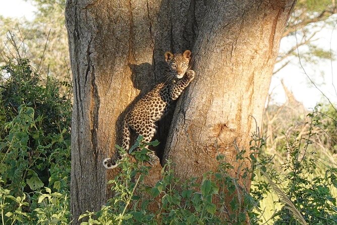 10-Day Big-7 Private Tour Experience in Uganda Safari - Day 3: Bigodi Wetlands and the road to the primate region