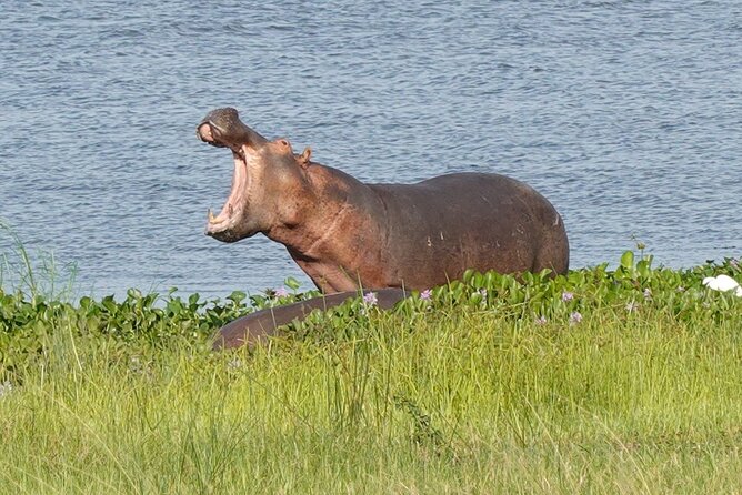 10-Day Big-7 Private Tour Experience in Uganda Safari - Day 5: Predators at sunrise and hippos on the Kazinga Channel
