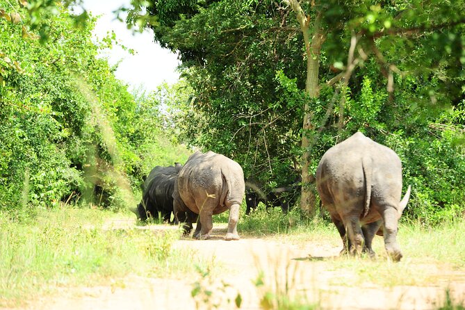10 Day Gorilla Chimps and Big 5 Safari - Key points at a glance