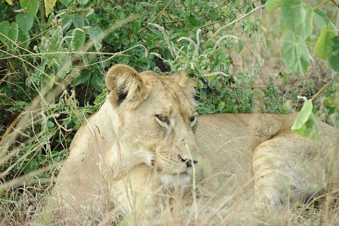 10 Day Gorilla Chimps and Big 5 Safari - What this Ugandan safari is really trying to do