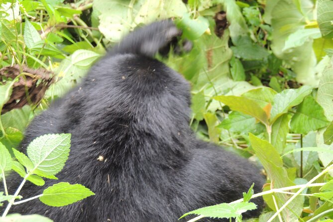 10 Day Gorilla Chimps and Big 5 Safari - Day 4: The long road to Kibale